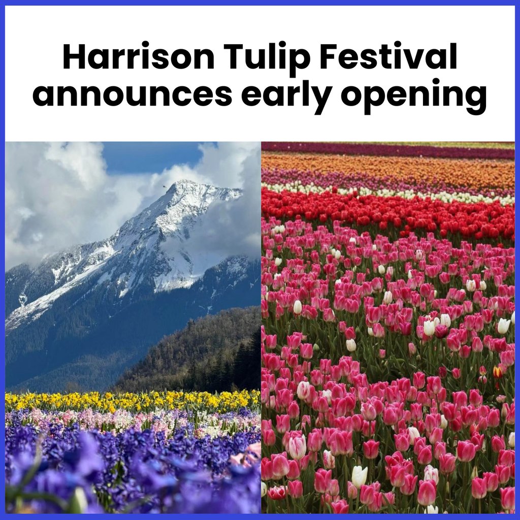 It's time to wake up and smell the tulips. 🌷 Due to warm weather, things are blooming earlier than expected for the Harrison Tulip Festival, now opening this Saturday. Read more: straight.com/living/flower-…