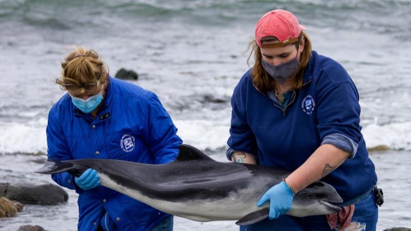 Our Marine Mammal Health and Stranding Response Program released the 2020 and 2021 Combined Report of Marine Mammal Strandings in the United States. The report details marine mammal stranding rates, trends, and activities in the United States: bit.ly/3U5scE6