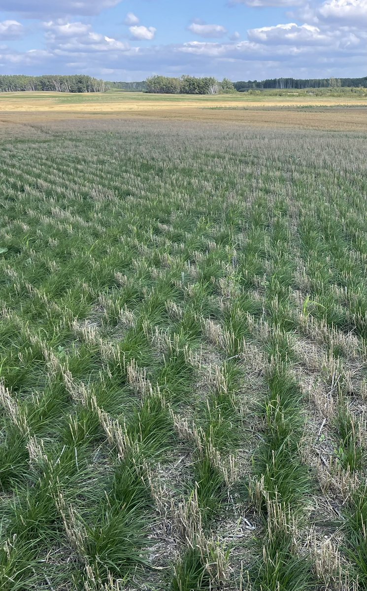 BY_RebeccaM's tweet photo. Feeling regretful about not planning to  plant some perennial ryegrass this spring? I can fix that! We can get you set up for a spring planting yet, contact your seed production specialist asap! https://t.co/dlmE3Nmj13