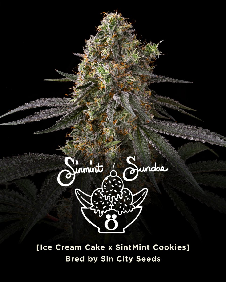 SinMint Sundae [Ice Cream Cake x Sinmint] Bred by Sin City Seeds This cultivar has put on the weight since entering the garden in 2023. One of the fan favorites from the SMC pheno hunt, and for good reason. Relaxing effects without knocking you out. Terp wise its reminiscent