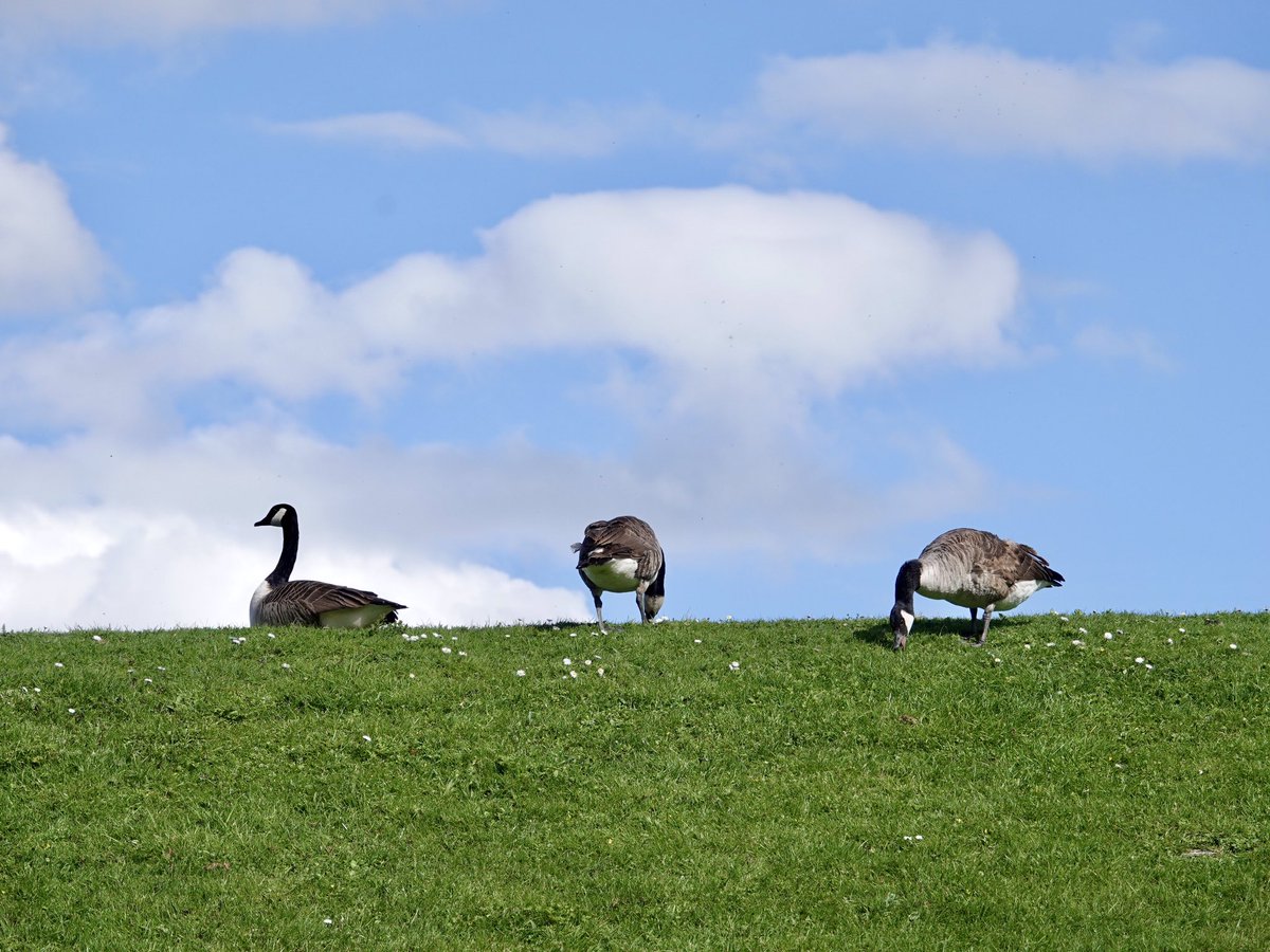 Three Canada geese for #3sDay