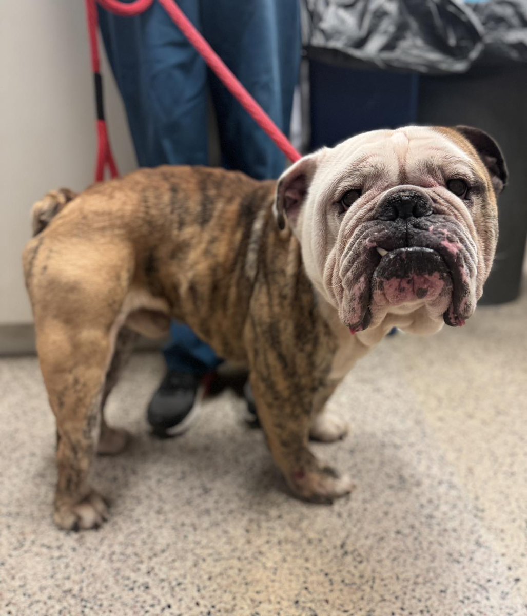 Do you recognize this dog? Heineken was found outside of our shelter on Erie Ave today. He is an adult male Bulldog. If you are missing him, or know who his owners are, please contact the shelter.