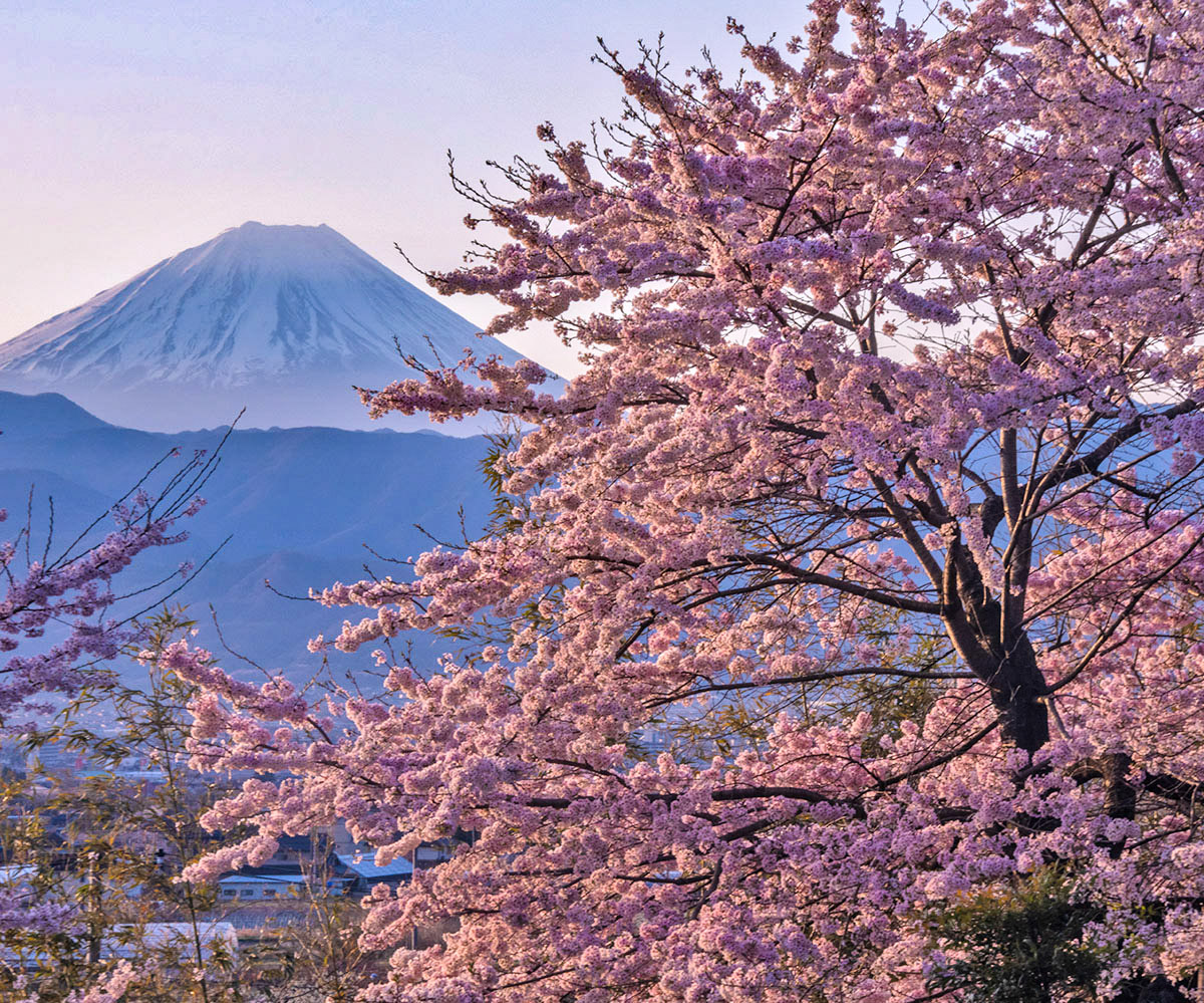 桜朝陽を浴びて 南アルプス市で先日撮影 #富士山　#桜　#mtfuji