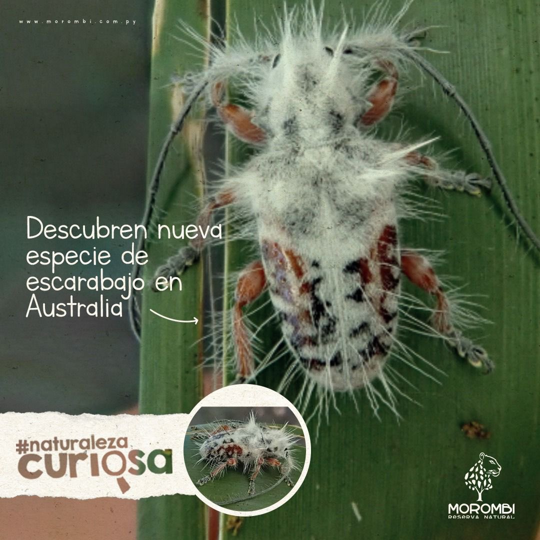 ReservaMorombi's tweet photo. En un mundo donde la extinción de especies es moneda corriente, el descubrimiento de una nueva es una noticia alentadora. Un escarabajo cubierto por una capa de pelo blanco y cuernos largos, fue descubierto en Australia, pertenece a los Lamiinae. Fuente: @ultimahorapy
#Morombi 🌍 https://t.co/bEaUrkYLPV