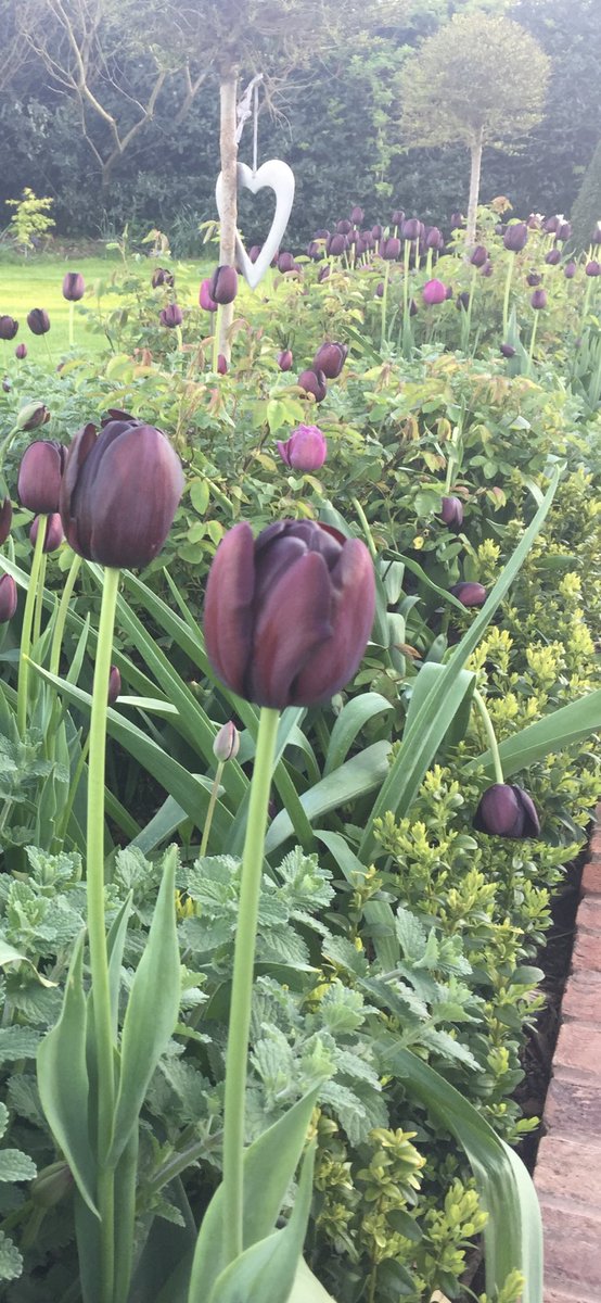 Queen of the night tulips are definitely in my top 5, they make green foliage really pop. I love this time of year.