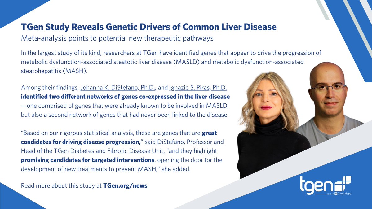 TGen researchers have identified genes that appear to drive the progression of MASLD liver disease and MASH. Formerly known as non-alcoholic fatty liver disease, MASLD affects about 30% of the global population, a number that is expected to nearly double by 2040.