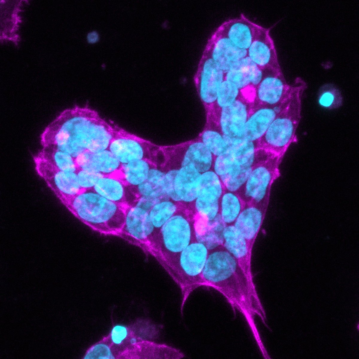 Please RT!!! We are looking for an experienced "Research Investigator" to join a collaborative team in our lab on developing novel approaches to mitigate toxicity and enhance efficacy of cancer therapeutics by modulating nutrient metabolism. Apply here: schooljobs.com/careers/cshl/j…