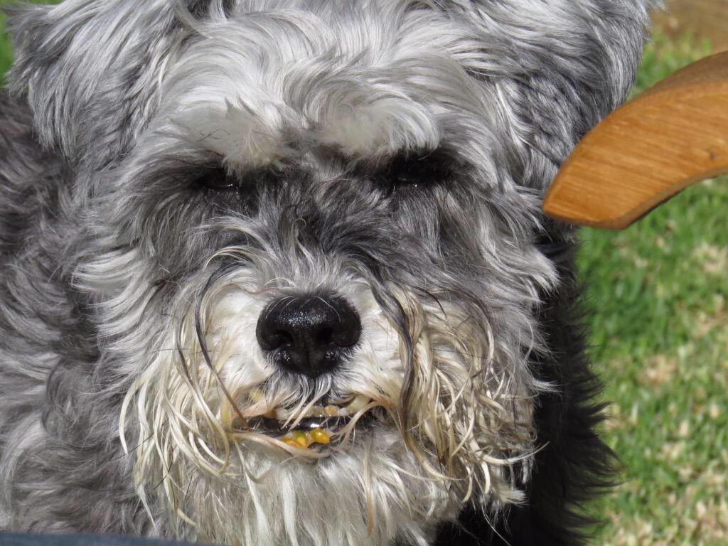 Shades of moi legendree brofur <a href="/Hugo_Schnauzer/">Celebrating Hugo</a> innit..

Arise Sir Tommytoe  II, Lord of da Theefs

BOL BOL 

<a href="/HamishShortie/">Shortie.Hamish</a> @BetsyandTilly