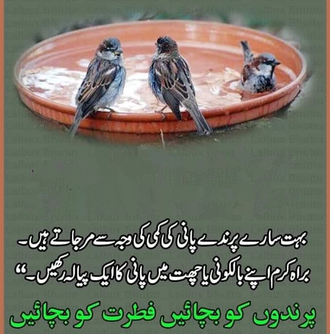 SacheBOL24's tweet photo. بہت سے پرندے پانی کی کمی کے باعث مرجاتے ہیں۔ براہ مہربانی اپنے گھر کی چھت ، بالکونی ، گیلری وغیرہ میں ان پرندوں کے لیے پانی بھر کر رکھا کریں۔
#جزاک_اللہ https://t.co/BZxF14NSvQ