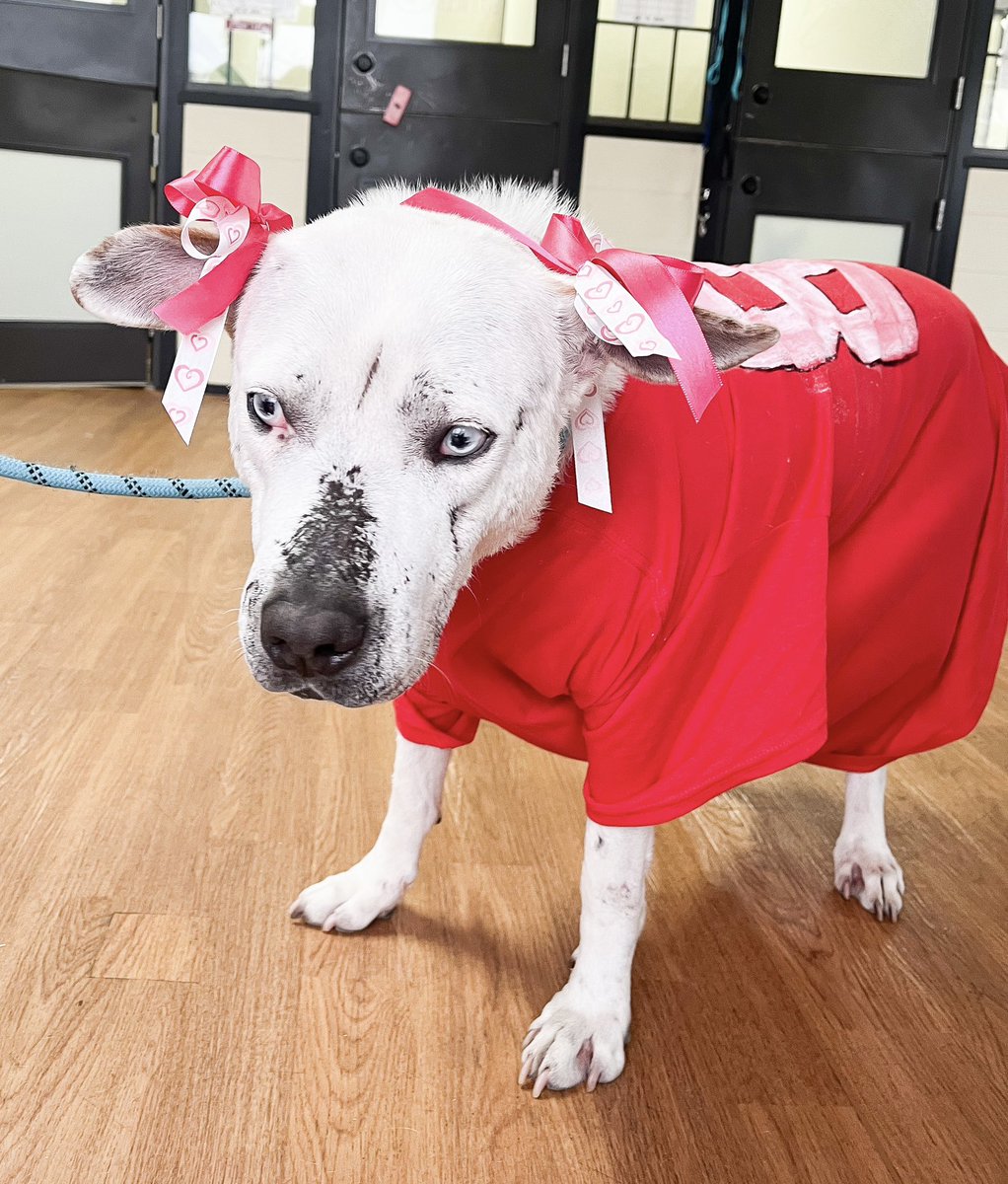 Meet Journey! Yes, you’ve seen her beautiful blue eyes in our posts before. Journey has been in the OK Humane program without a foster home since 3/10/23. She’s 5 y/o and 77 lbs.✨
Interested in adopting? 📧 adoptions@okhumane.org. For more info go to okhumane.org!