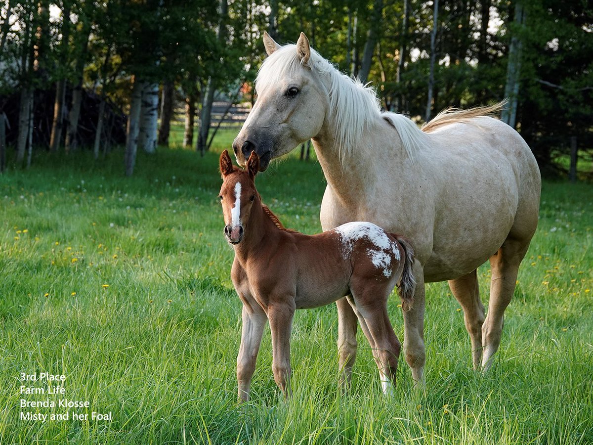 DavidThompsonCountry tweet media