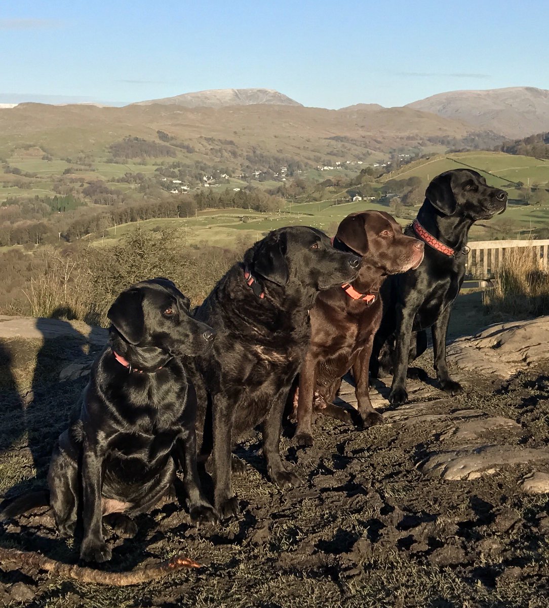 stephyhulf's tweet photo. Thinking of all our fabulous dogs tonight...very much loved and never forgotten. #RIPObi https://t.co/U91ZXVzgWf