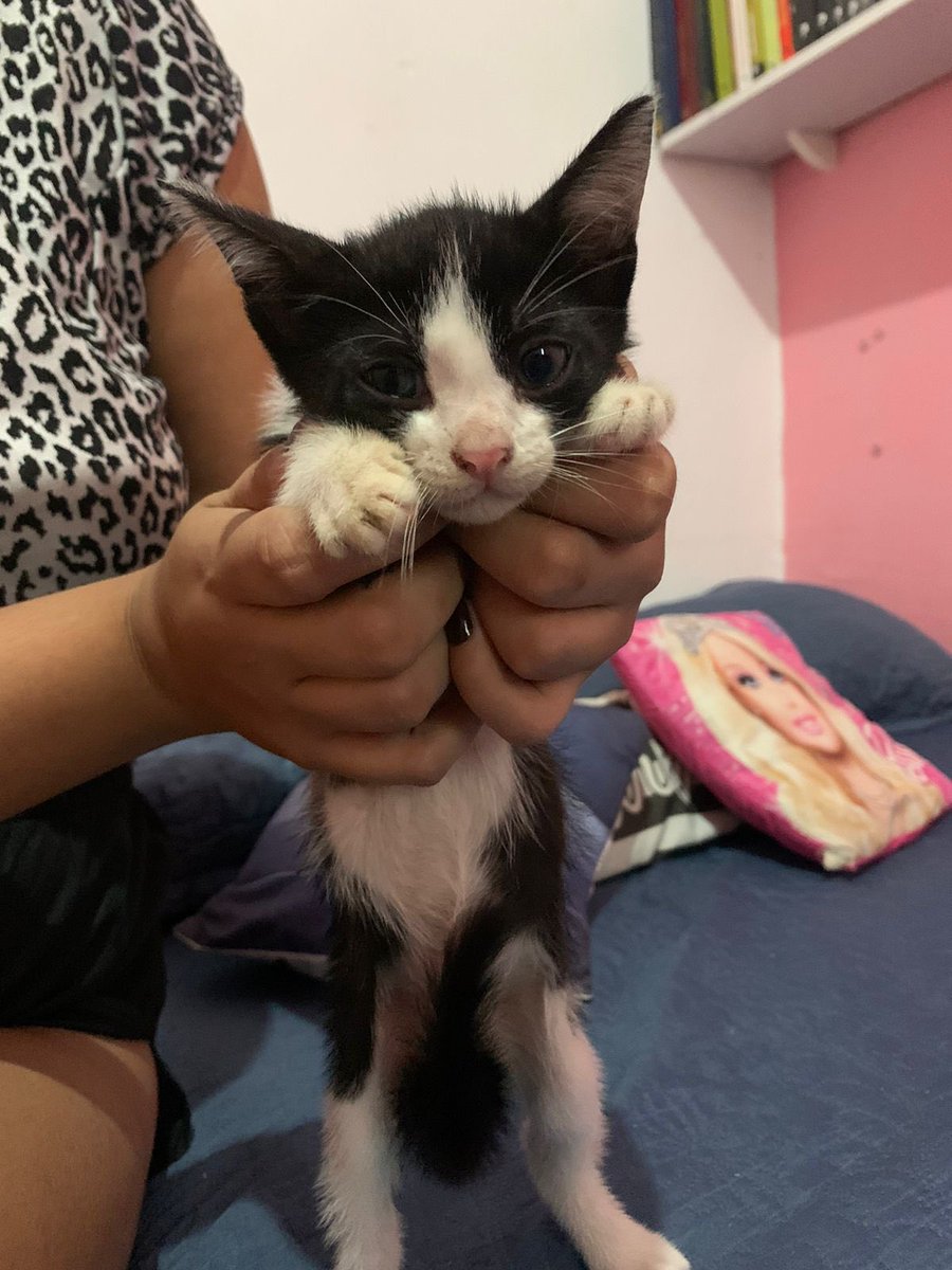 _talolcr's tweet photo. galera, esses dois gatinhos estão pra doação. A primeira é uma fêmea e o segundo macho. Os dois já comem ração e usam caixinha de areia. Ajudem esses dois nenens a terem um lar cheio de amor 🥺🤏🏼♥️ https://t.co/a2qJov9qLa