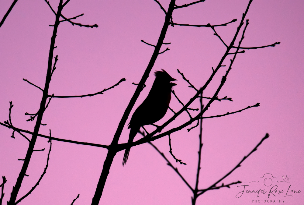 'To be filled with joy by a birds beautiful song; is to be rooted firmly in the simple life, able to embrace the gifts that are there for each of us.' ❤️ #Birds #Silhouettes #WV @ThePhotoHour