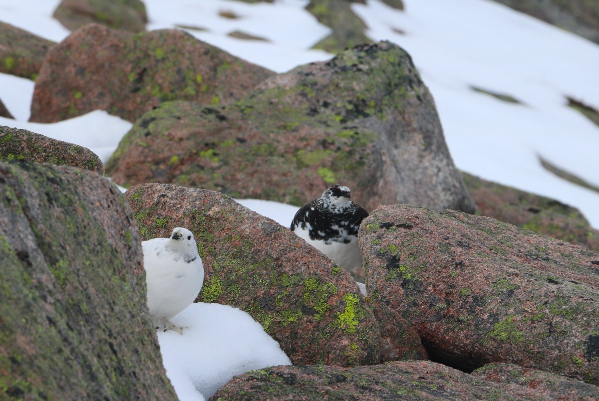 Great to catch up with ptarmigan. You can see how well camouflaged this species is - it is easy to walk past them without noticing them! Ptarmigan are found across all the high ground at Mar Lodge, but this species is at risk in Scotland, and was put on the UK red list in 2021.