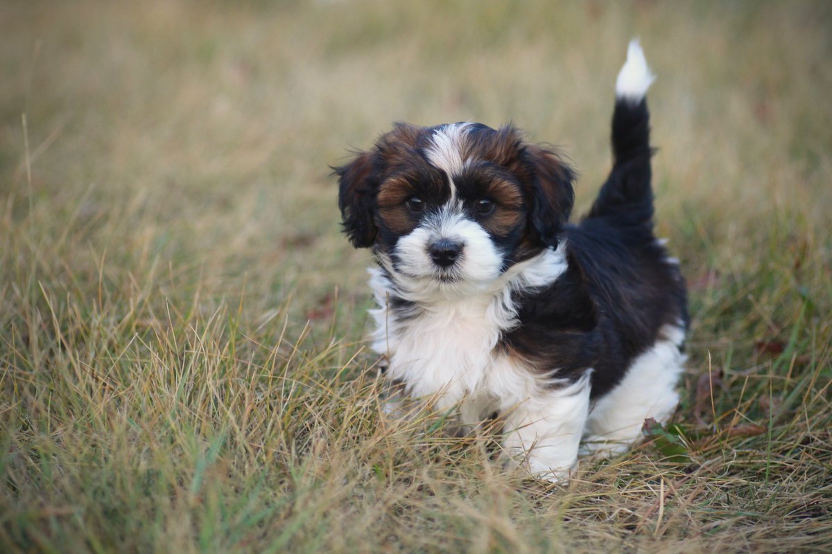 Who are we? We are lover of the sweet dogs, known as Bichon Shih Tzus. They fill our lives with joy every single day and it's our thrill to share this joy with others!