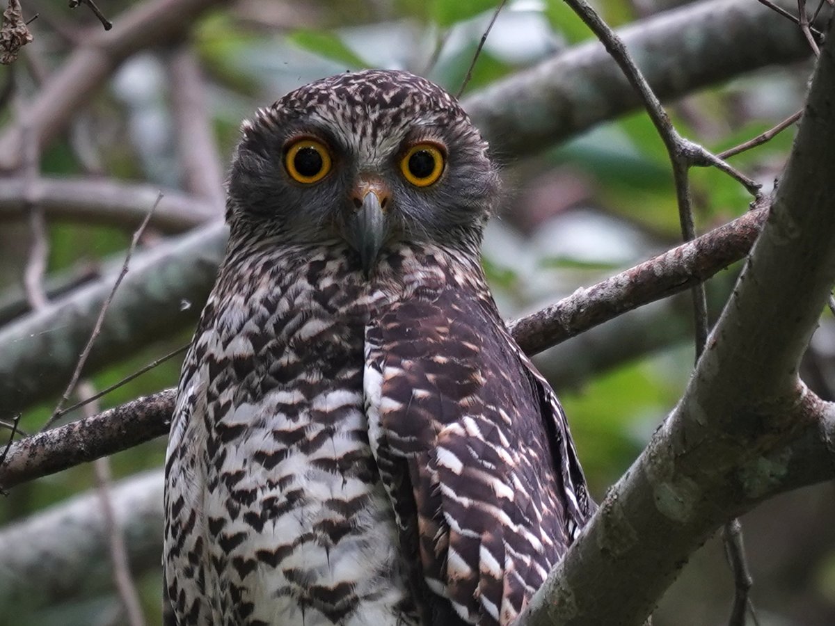Another Powerful Owl we found roosting only about 50m from the old-growth tree we saw it nesting in last year. Breeding season is definitely hotting up.