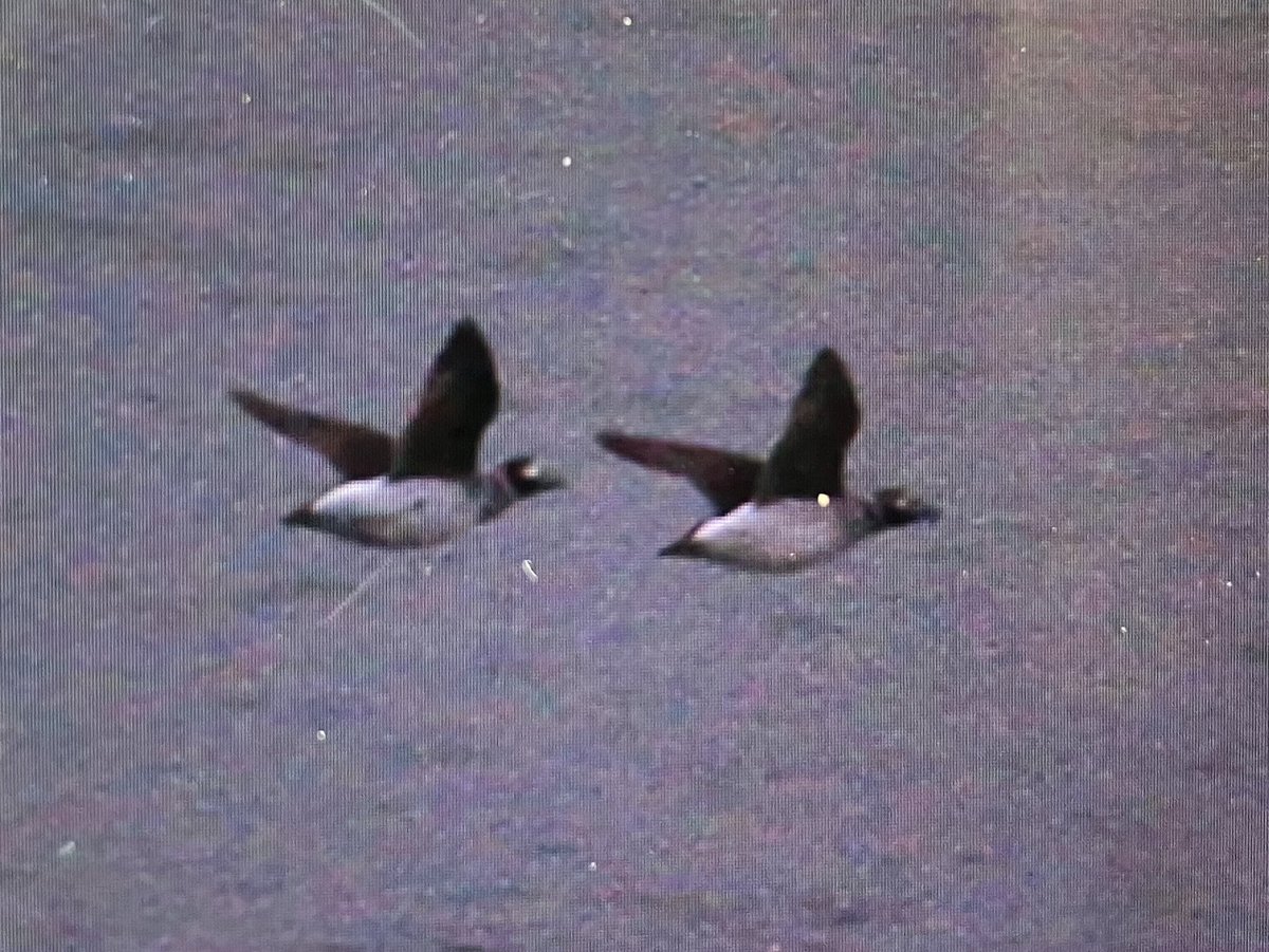 Nice to see these female type Long-tailed duck at Baldoyle estuary this morning, Co. Dublin. Back of the camera image.