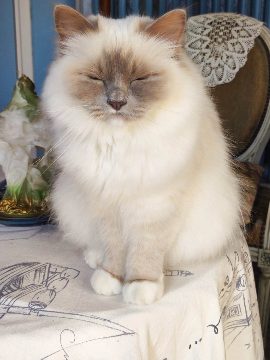 Riva_the_birman tweet picture