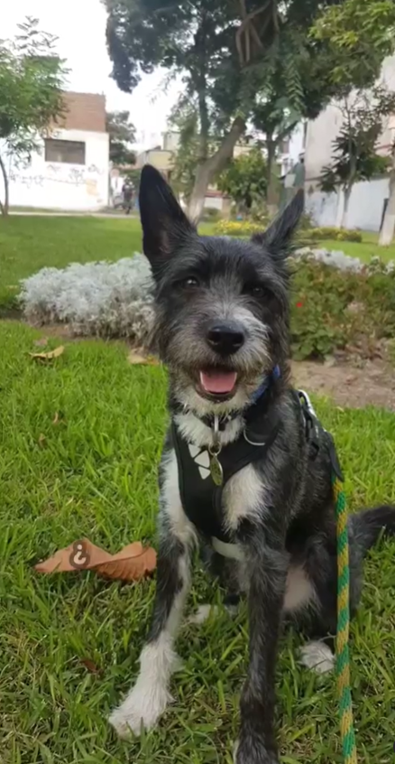 incondic_peru's tweet photo. AYÚDANOS A QUE #PILOTO PUEDA VIAJAR CON SU NUEVA FAMILIA.

Dona un kennel talla L-100 (100x67x75 cms.)

#URGENTE https://t.co/mtqtEzOMw1