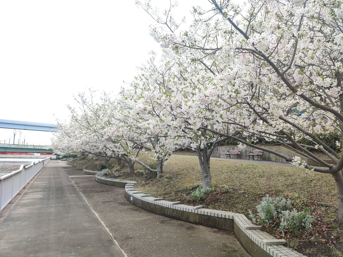 🎀予約状況🎀
4/6 10分個人撮影の
予約状況をお知らせ致します💁‍♀️

比較的午後枠(15:00～16:55)にまだ空きが御座います。
ご予約は本日10:00まで<a href="/machi_reserve/">まち撮影会予約用</a> のDMにて承ります💌

桜が満開の水の広場公園🌸にぜひお越しください✨