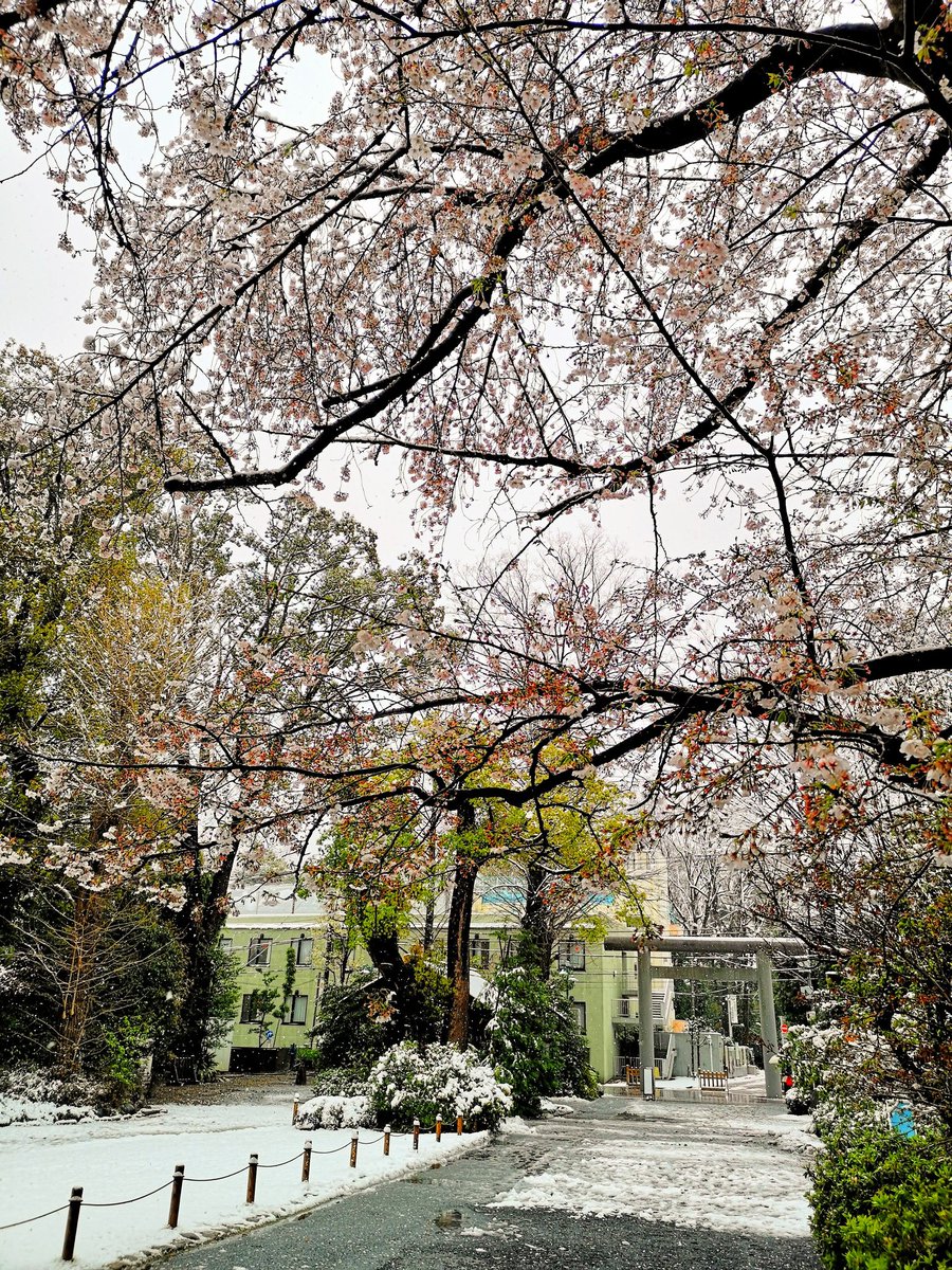 「おはようございます。今日も天気悪いし体調も良くないので散歩中止。なので過去桜を。」|大河広行（山田隆弥）のイラスト