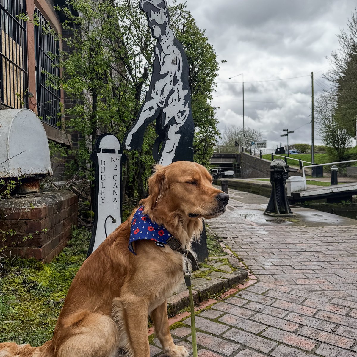 Finlay #RedMoonshine exploring the #DudleyNo2Canal on his lunchtime #towpathwalk this afternoon at #BlowersGreenLock. #BoatsThatTweet #LifesBetterByWater #KeepCanalsAlive #SaveOurCanals #GoldenRetrievers #DudleyCanal #BCN #BCNS #CanalLocks #Dudley #100kmwalk #RoyalBritishLegion