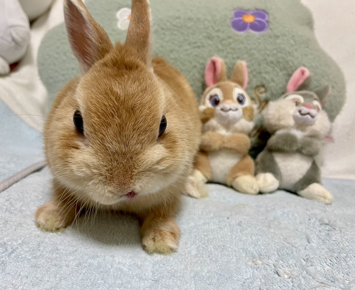 とんすけ先輩を 子分にしてあげたぞ😋