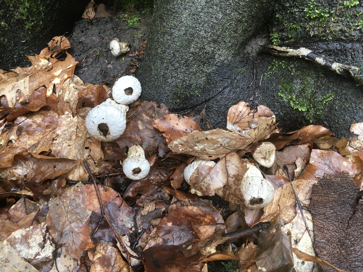 Hat jemand am Weißen Stein in #Heidelberg / #Dossenheim seine Golfbälle verloren? Nein, das sind Birnen-Stäubline. Noch kann man sich an solchen natürlichen Kuriositäten erfreuen.
#Windkraft
#Odenwald