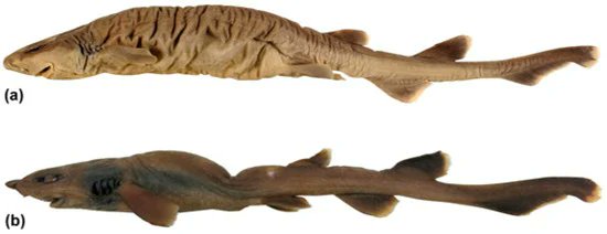 NEW STUDY: Dichichthyidae, a New Family of Deepwater Sharks (Carcharhiniformes) from the Indo–West Pacific, with Description of a New Species White et al. announce the formal recognition of a new shark family, Dichichthyidae, or 'bristle sharks.' doi.org/10.3390/fishes…