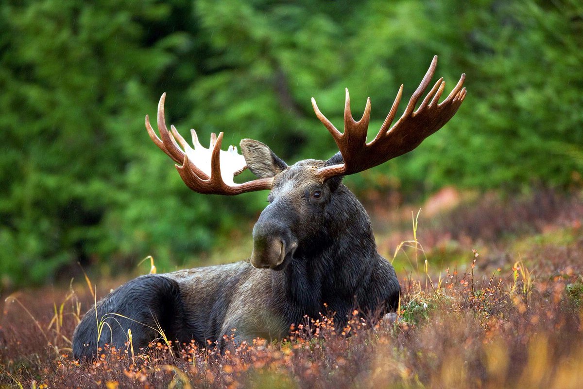 JASA EXPRESS LETTERS Moose can be identified by vocalizations, including determination of whether it is a bull, cow, or calf: doi.org/10.1121/10.002… #acoustics Image: Pixabay @COLSA_UNH