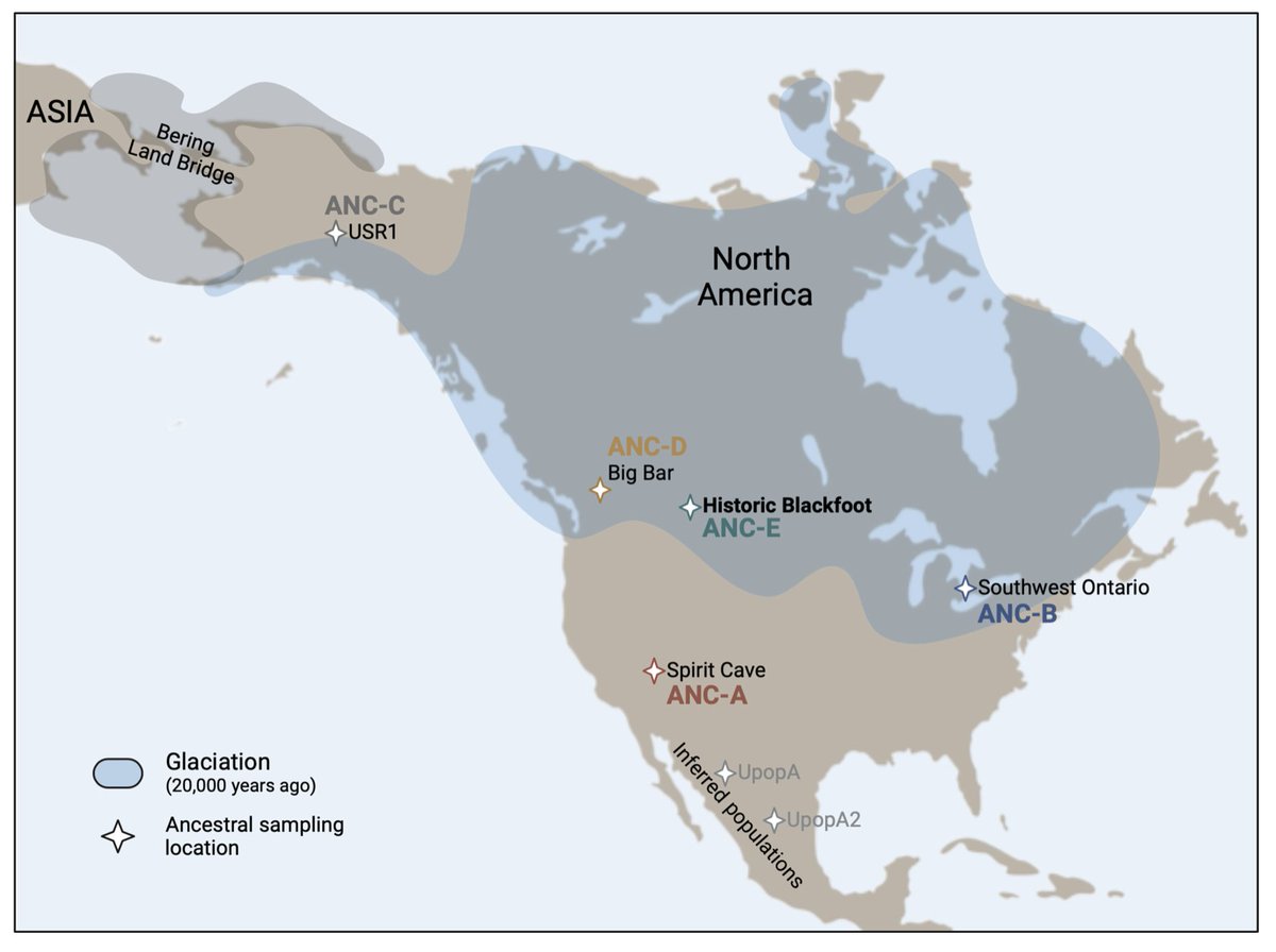 "Using multiple complementary forms of knowledge, we provide a scenario for #Blackfoot population history that fits with #oraltradition and provides a plausible model for the..peopling of the #Americas" by Dorothy First Rider et al. #Genomics 
science.org/doi/10.1126/sc…