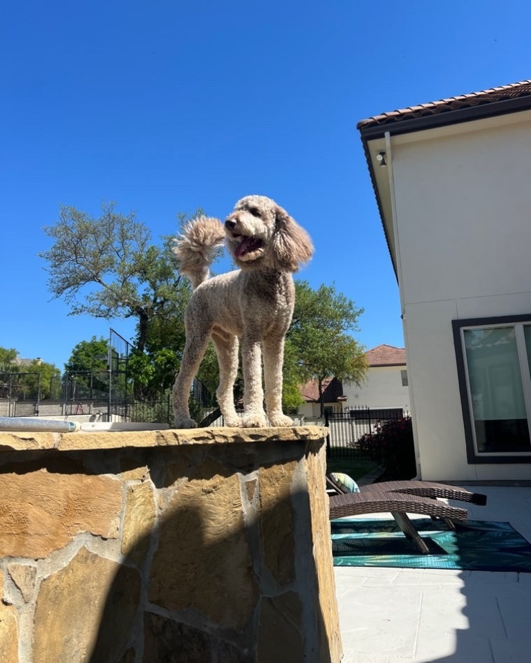 Daily walks are great, but variety is the spice of life! Mix up your dog's exercise routine with new trails, fetch games, or even doga (dog yoga)! 🚶♂️🧘♀️ #DogExercise #CanineFitness #puparazzipetcare #dogwalker #petsitter