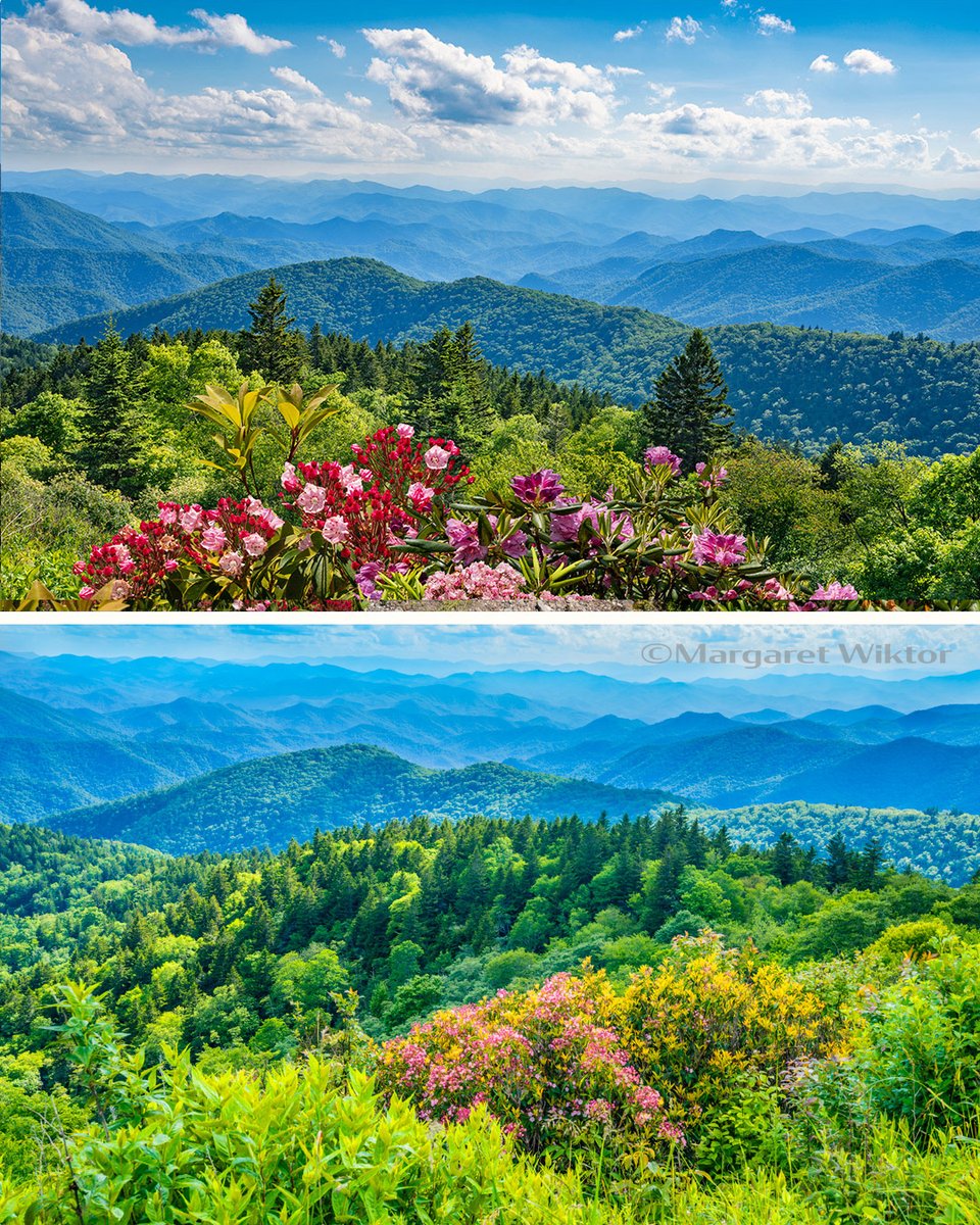 Blueridge Mountains' Springtime Bloom🌸margaretwiktor.smugmug.com/Summer-in-Blue……… #smokymountains #mountains  #nature #smokies #blueridgemountains #pic #photooftheday #outdoorphotography #explore #travel #northcarolina #asheville #gatlinburg #art #ashevillenc #AYearForArt #BuyIntoArt