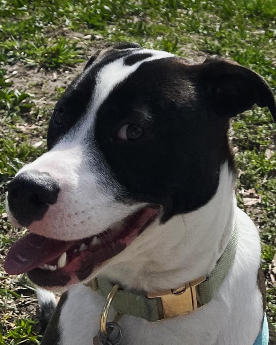 The Mayor of #BayRidge 🇺🇸