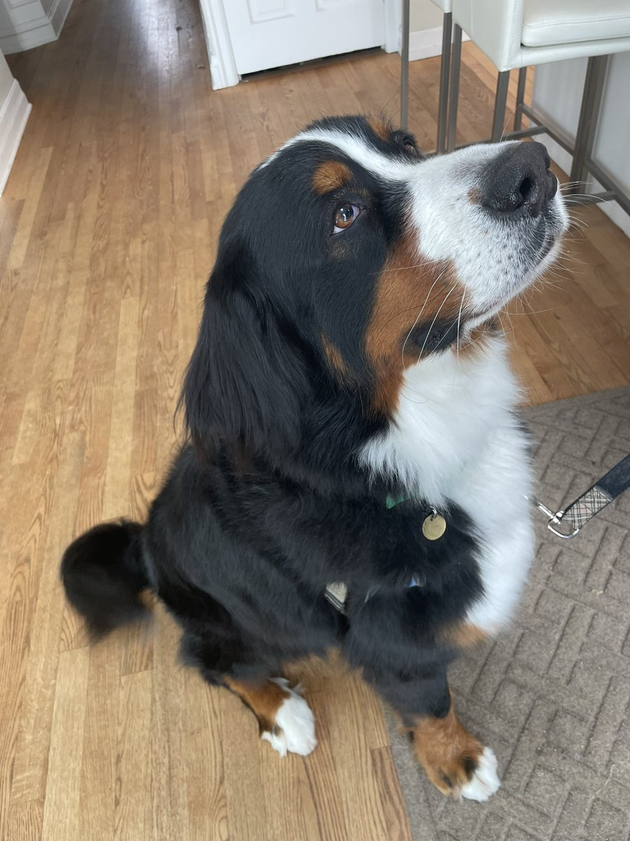 Spa day. Sleek and clean and fluffy and where are treats??? #bernesemountaindog