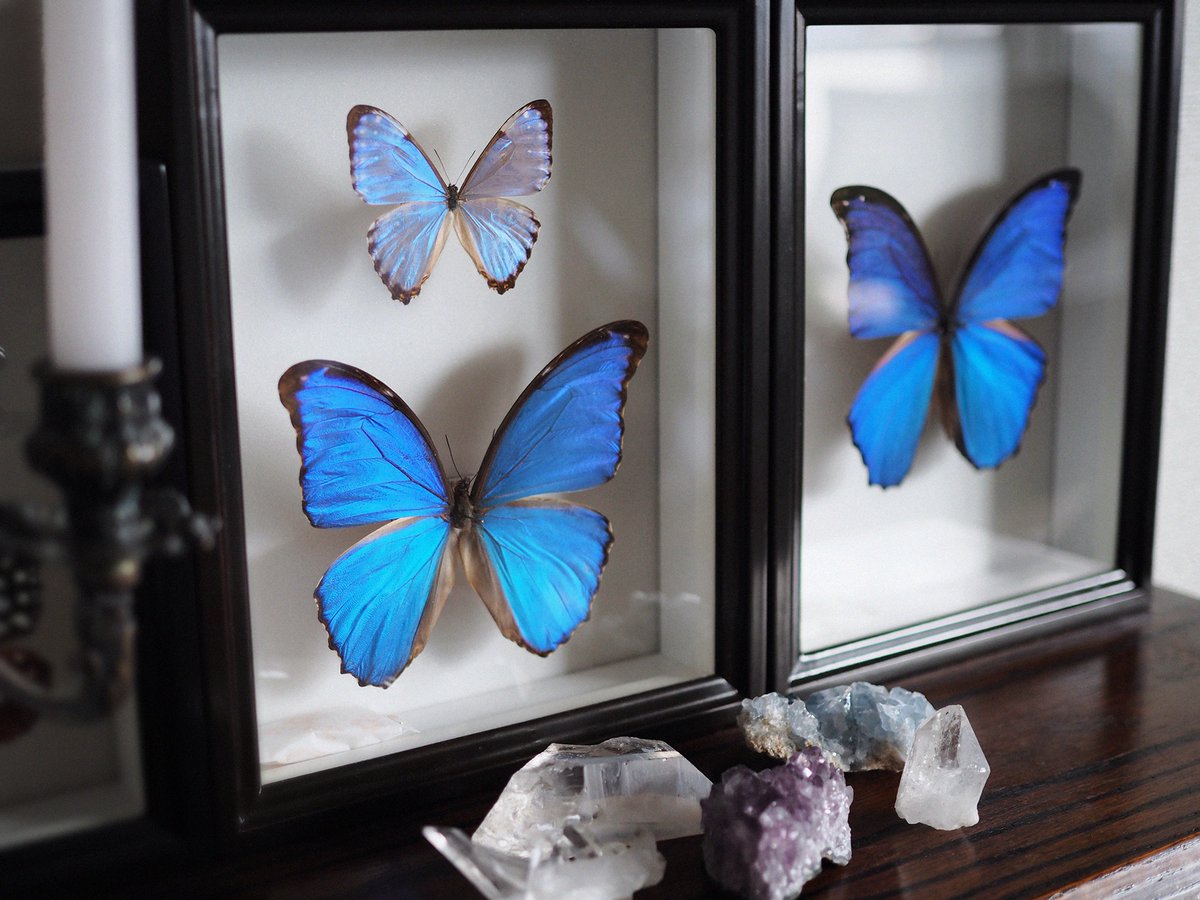 indoors blurry no humans window bug butterfly blue butterfly general  illustration images