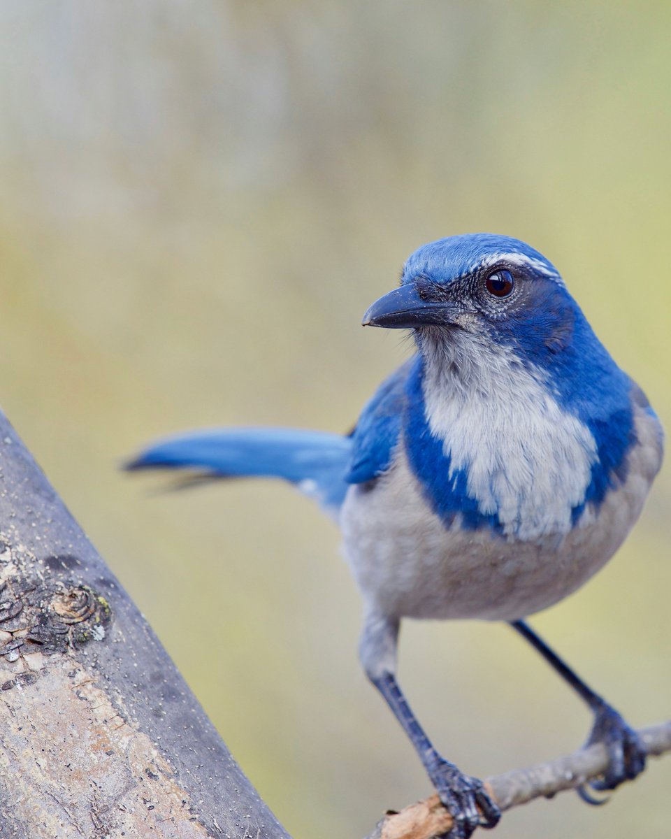 MbarkCherguia's tweet photo. California Scrub Jay 💙

#NaturePhotography #birds #photography #Chelsea #USA https://t.co/Kb8UwD6Baz