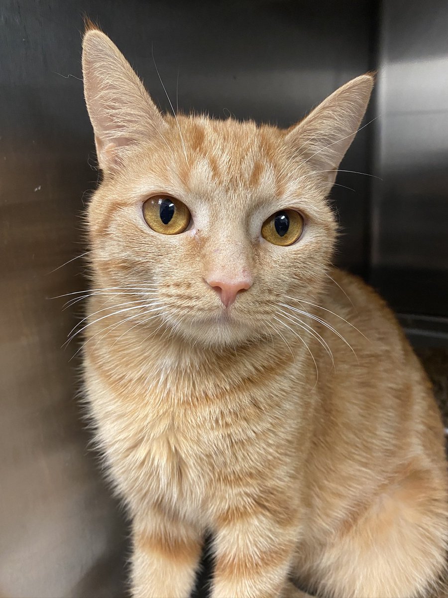 Pretty Slushee is about one year old and looking for a forever home. Her vibrant ginger fur makes Slushee stand out in a crowd and her loving nature makes her a great pet and friend! 

Looking to adopt? Miss Slushee would love to meet you! 

📍 Blackwood, NJ. 

#gingercats #cat