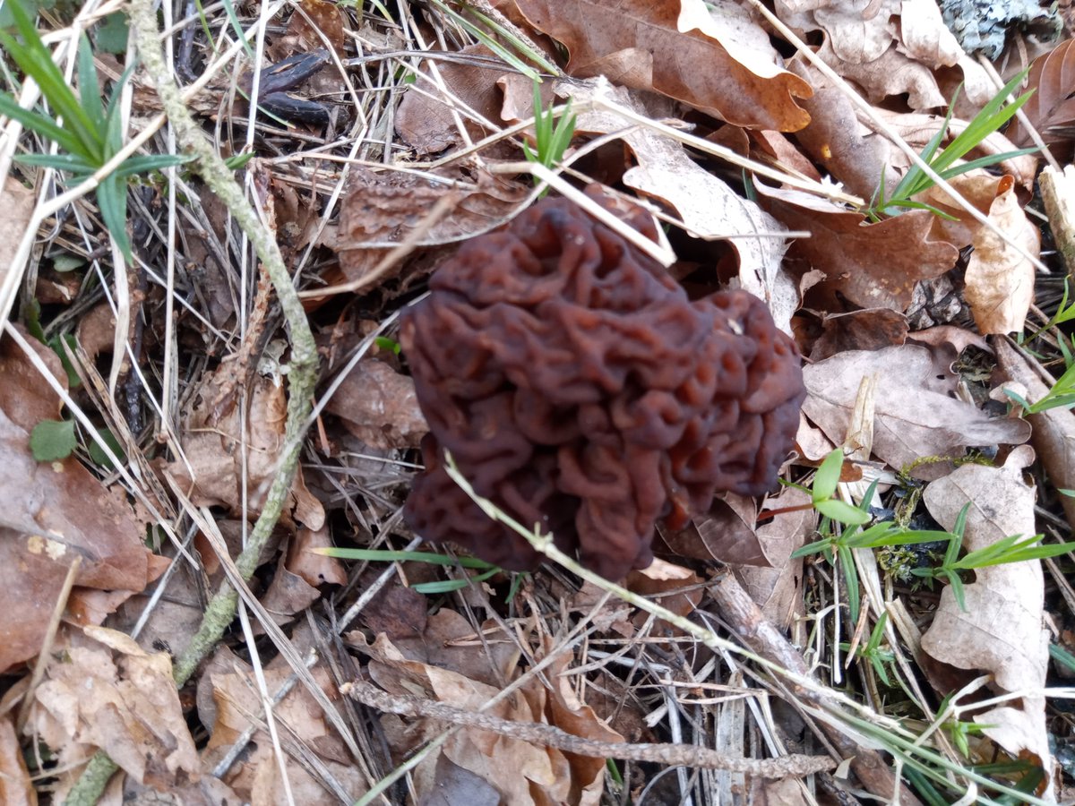 Tell me what this brain fungus is