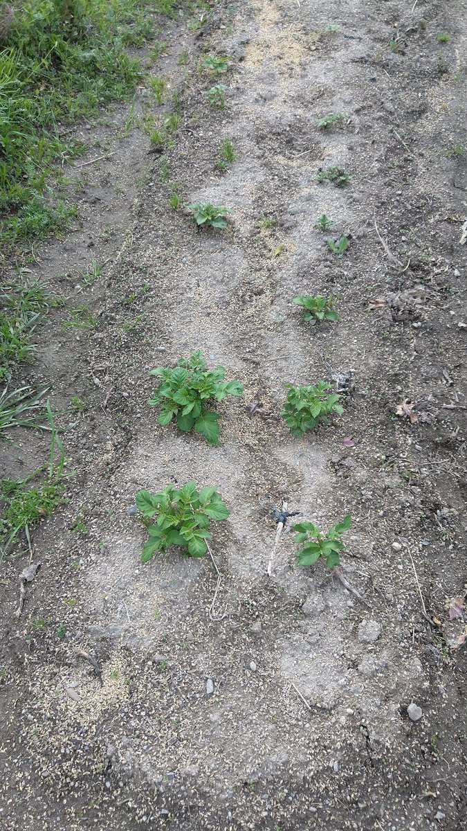 おはようございます
お久しぶりです
じゃがいもの芽が出てきました