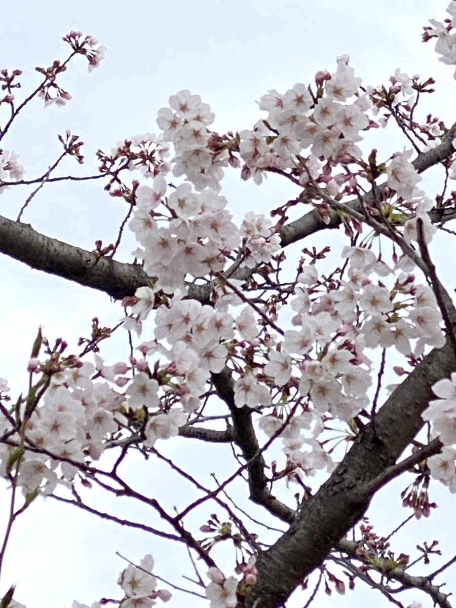 「おはようございます。庭のジューンベリーが開花宣言。小学校の桜は3分咲きかしら。花」|しんりんがく@【と04a】COMITIA144のイラスト