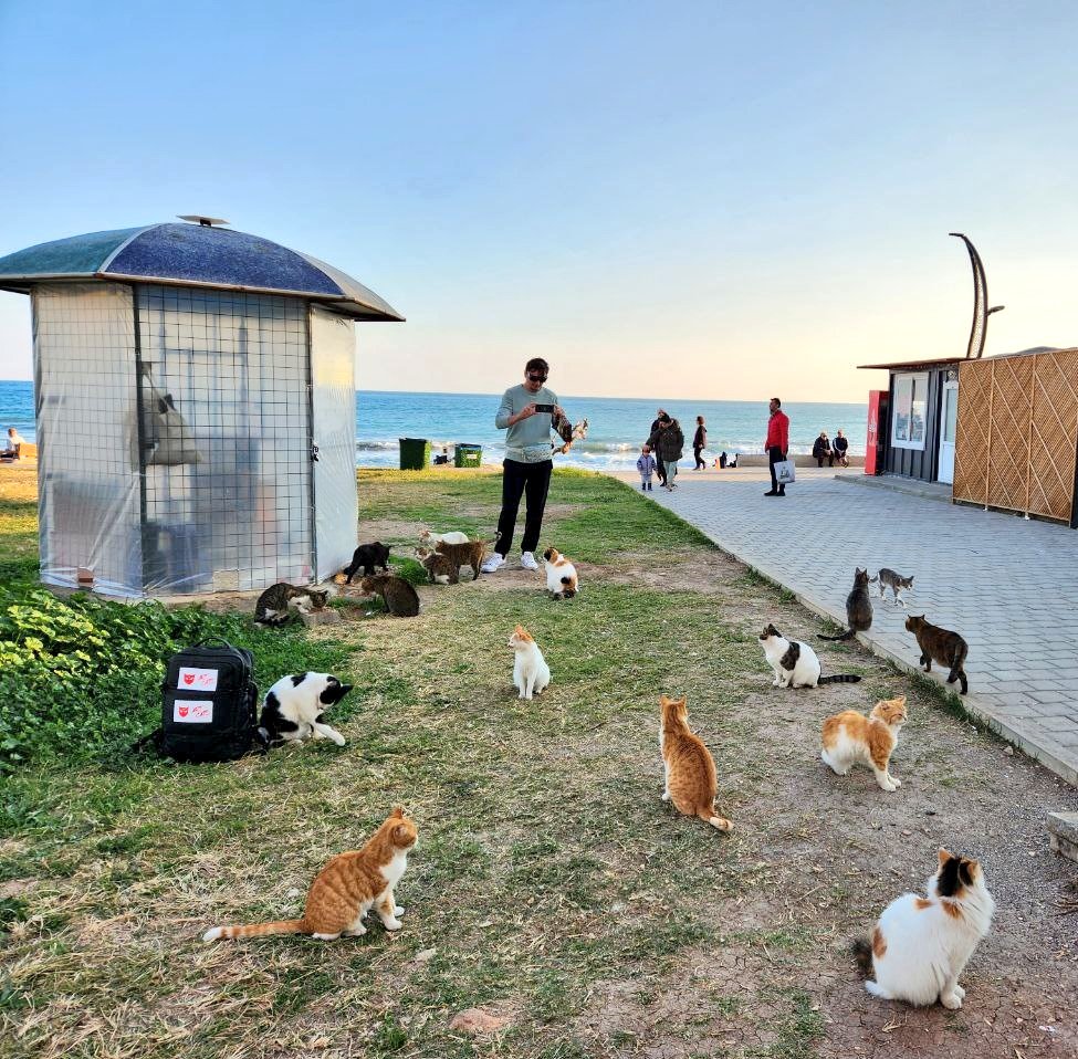 ARTCATS🐈‍⬛❤️🐈 tweet media