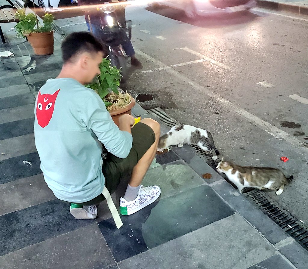 ARTCATS🐈‍⬛❤️🐈 tweet media