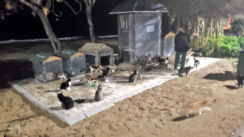 ARTCATS🐈‍⬛❤️🐈 tweet media