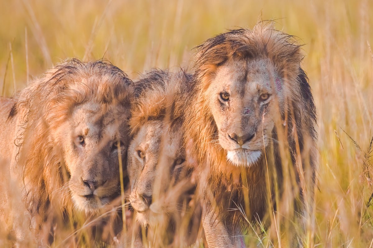 We stand tall and unyielding, our strength unbroken. Those who seek to profit from our sacrifices will face their reckoning. 
We are the lions of Masai Mara, indomitable and fierce.

Osapuk-Orkitok-Olepolos (Salas boys) | Masai Mara | Kenya
#bigcatsofafrica #africanecosystem…