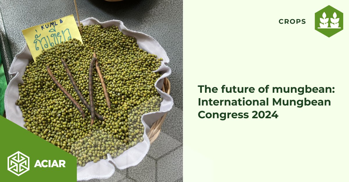 The 2024 International Mungbean Congress provided an opportunity for global stakeholders to share insights on the future of the #mungbean industry and the future of an economically and nutritionally valuable grain. Read more bit.ly/3vElxHk @worldvegetable