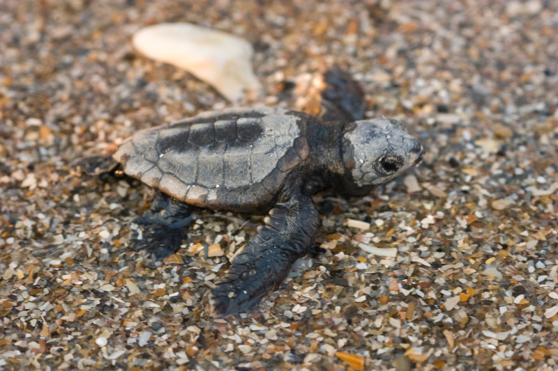 April is Earth Month! 🌎 Did you know Loggerhead sea turtle hatchlings can sometimes be spotted on South Carolina beaches from July through October?

Here's how you can help protect them while visiting this summer. 🐢 brnw.ch/21wIwAf #DiscoverSC