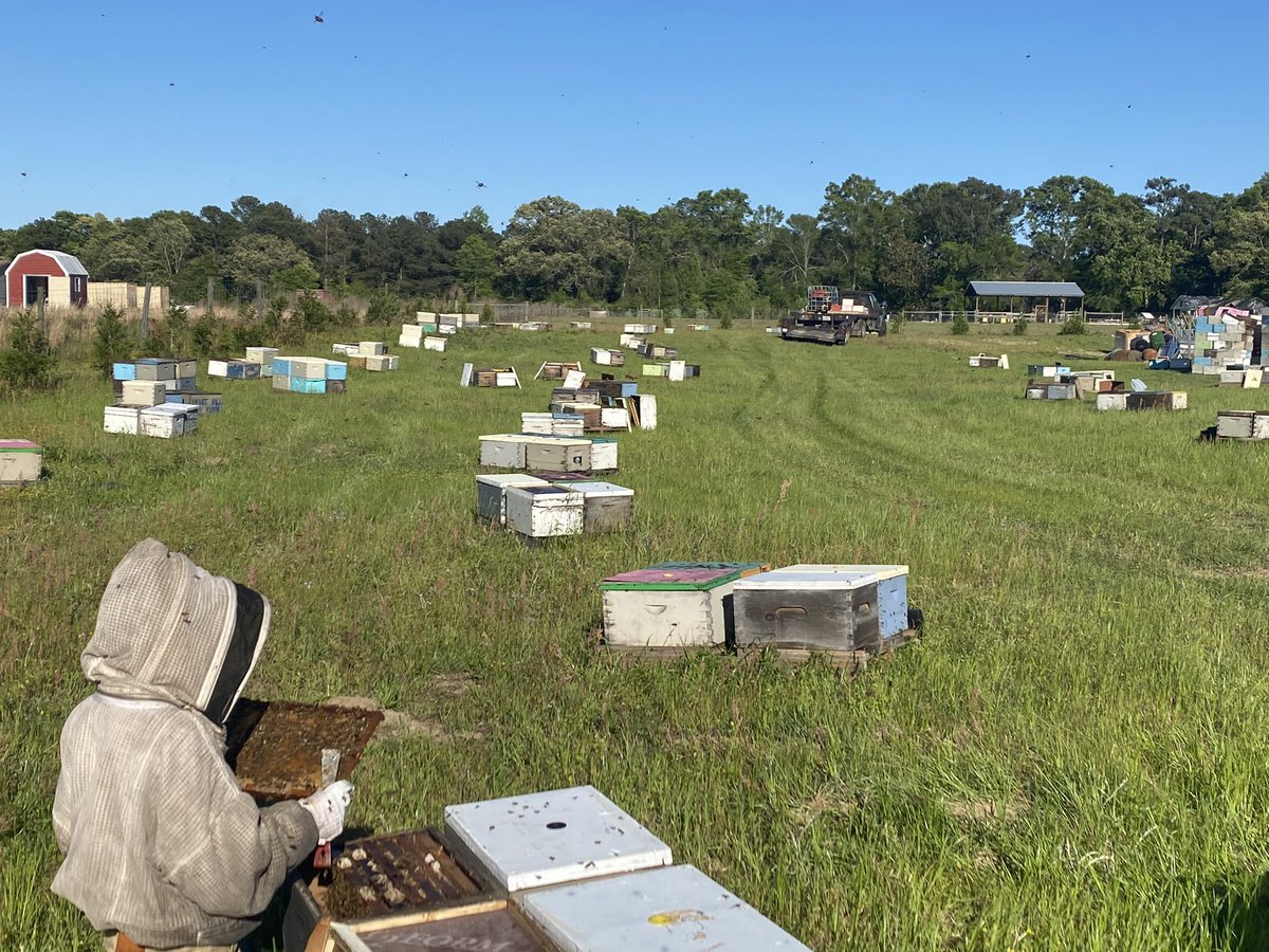 Our mating yard on the west end of our 10 acres is home to about 400 nucleus colonies this spring  - once the queens are mated they will head off to their summer honey yards scattered around NWFL to make honey and wax.  Todays check backs showed 60% are ready to head out!