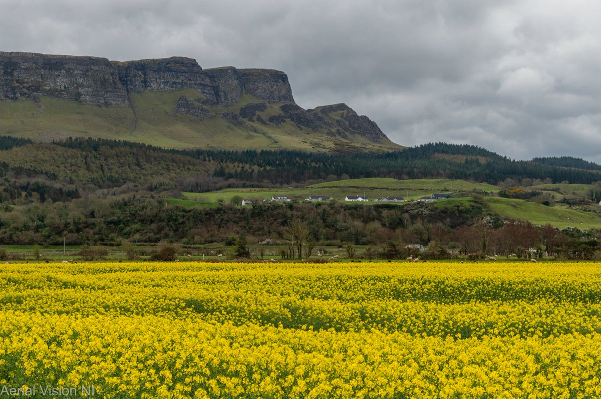 Rapeseed Crop in bloom under the majestic Binevenagh Mountain at Magilligan @VisitCauseway @bbcniweather @angie_weather @barrabest @WeatherCee @NITouristBoard @CCAGTourismTeam @BinevenaghLPS @Louise_utv @WeatherAisling